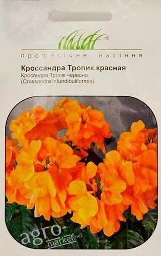 Кроссандра "Тропік червона" ТМ "HEM Zaden" 4шт
