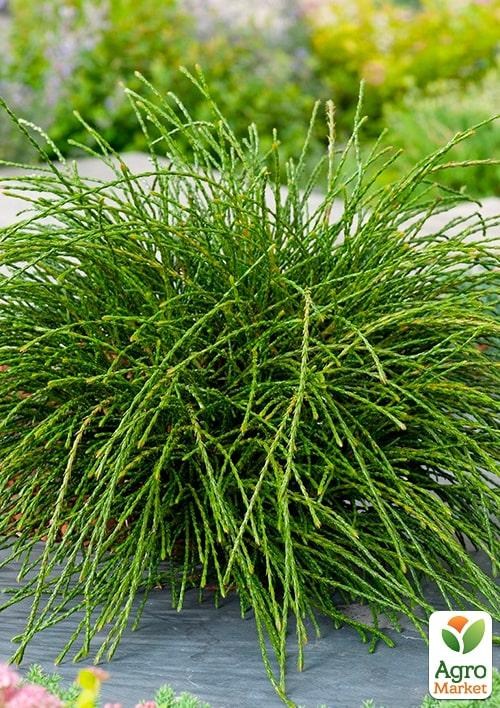 Туя 3-х летняя складчатая "Whipcord" С3 диаметр 25-35см - фото 2