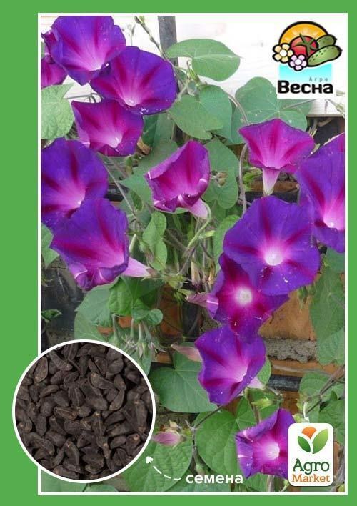 Іпомея "Пурпурова зірка" ТМ "Весна" 0,5г
