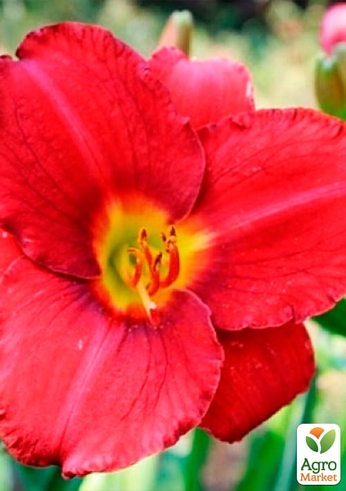 Лілійник "Prince Redbird" 1шт в упаковці - фото 2