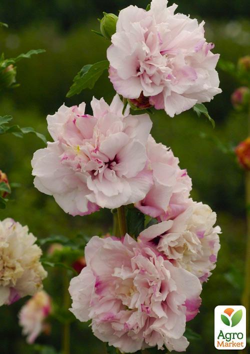 Гибискус древовидный махровый "French Cabaret Pastel" - фото 6