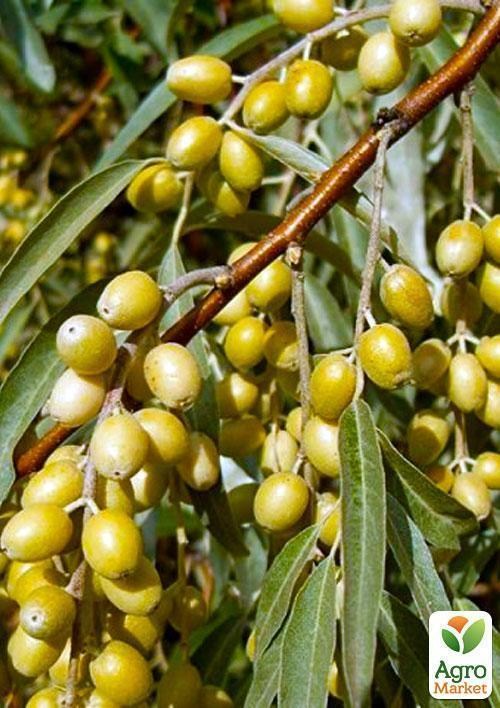 Лох узколистный (Зипер) ТМ "Весна" 1г - фото 2