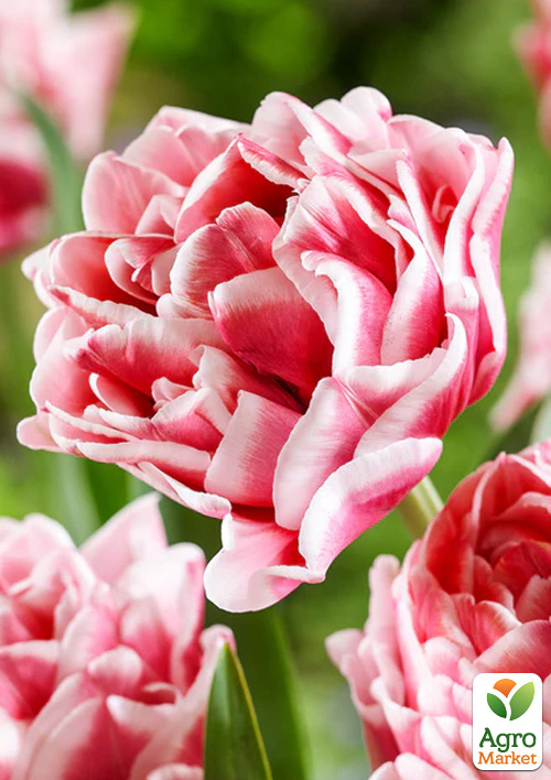 Тюльпан "Let`s Dance" 