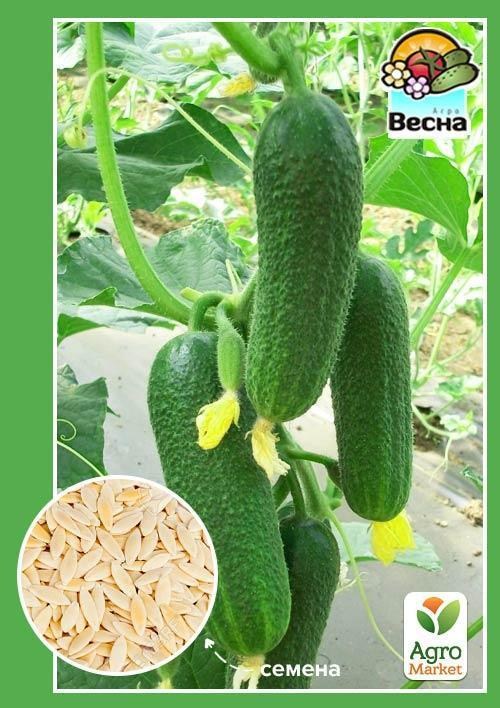 Огурец "Три танкиста F1" ТМ "Весна" 0.25г