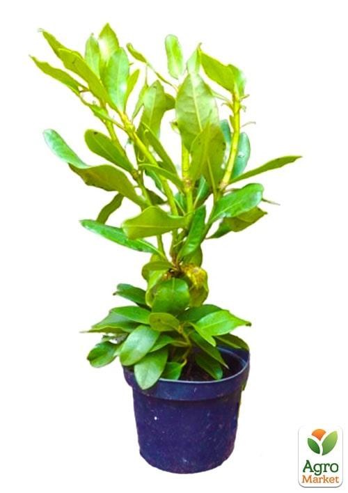 Рододендрон "Blue Tit" 2 летний (голубой) С1,5 высота 20-40см - фото 2