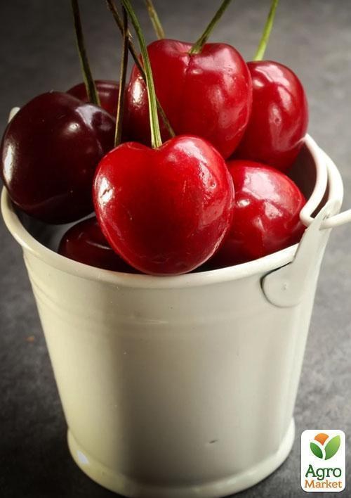 Ексклюзив! Вишня темно-червона "Полум'я любові" (Love flame) (преміальний високоврожайний сорт) - фото 3