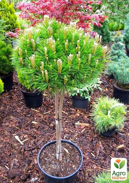 Сосна на штамбе "Low Glow" С3, высота от 30-50см - фото 3