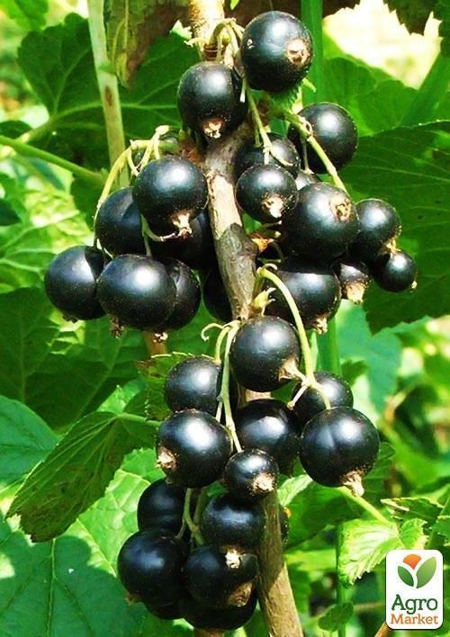 Смородина чорна "Бен Алдер" (Ben Alder) (пізній термін дозрівання, сорт з яскраво вираженою стійкістю до захворювань) - фото 2