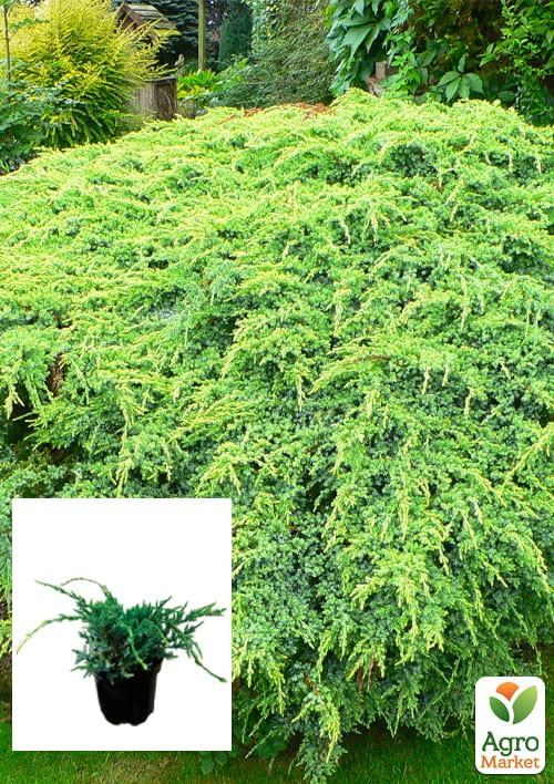 Можжевельник чешуйчатый "Holger" вазон С1,5 высота 20-30см