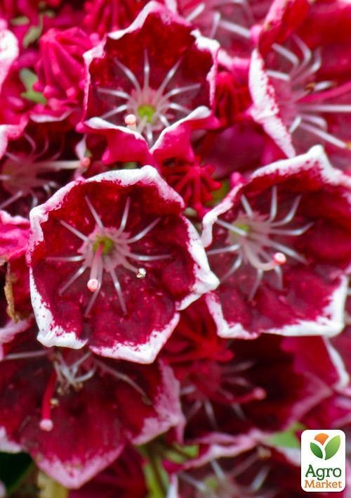 Кальмия latifolia "Keepsake"