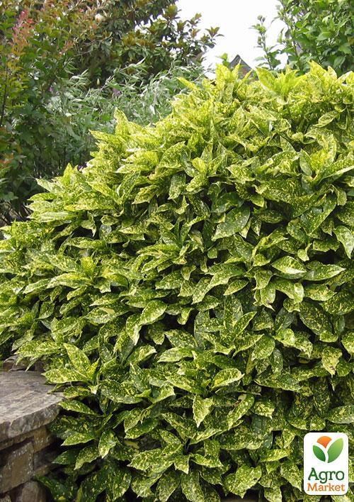 Аукуба японская пестролистная "Весенее настроение" (Aucuba japo. Variegata) дм 17см выс. 35 см