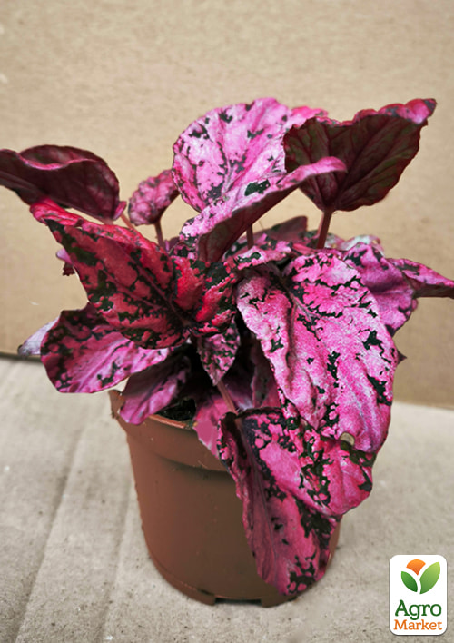 Бегония королевская REX "Pink Perfection" 20-30см - фото 7