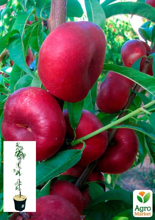 Инжирный нектарин "Донат" укорененный в контейнере (саженец 2 года)