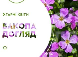 Бакопа: літній догляд для пишного цвітіння