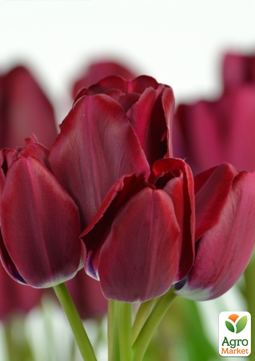 Тюльпан "Fiery Club" (многоцветковый) 