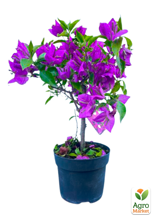 Бугенвіллія на штамбі "Elisabeth" - фото 5