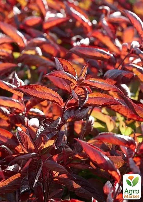 Вейгела "Wings Of Fire"  - фото 6