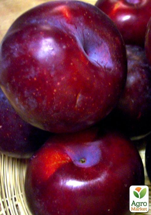 Ексклюзив! Слива "Анжеліно" (осінній сорт, пізній термін дозрівання)