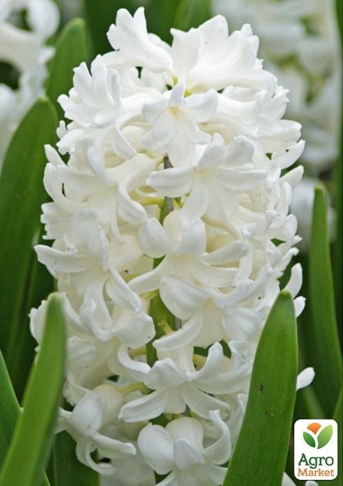 Гиацинт "Antarctica" 2шт в упаковке