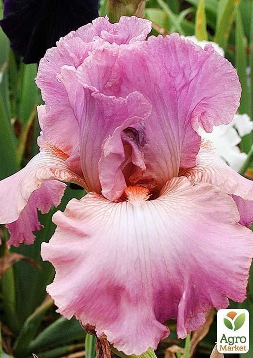 Ирис бородатый крупноцветковый "Hortensia rose"  1шт в упаковке