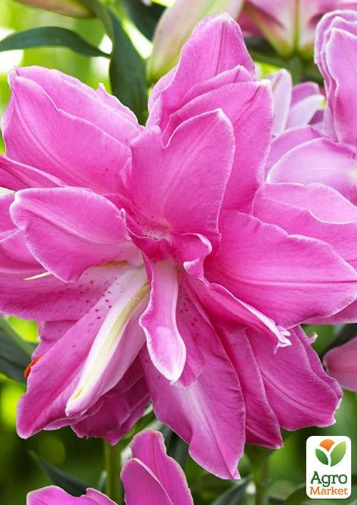 Лілія Махрова "Lotus Elegance"