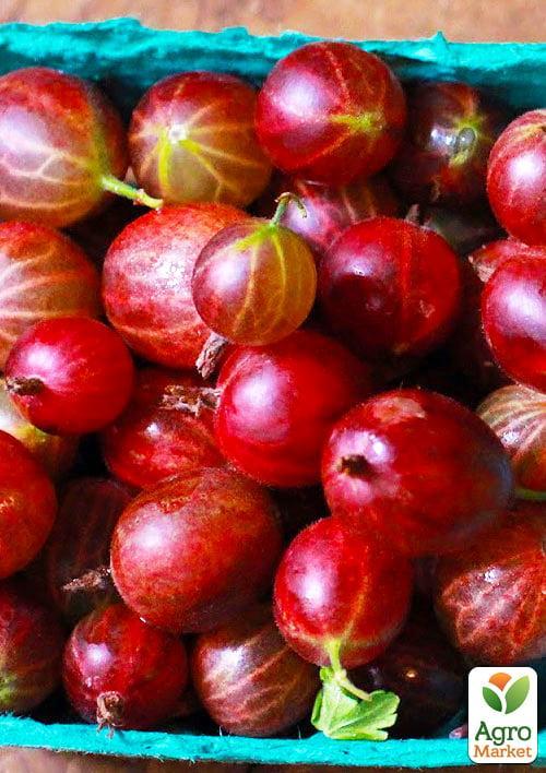 Крыжовник "Аристократ" (среднепоздний срок созревания) - фото 4