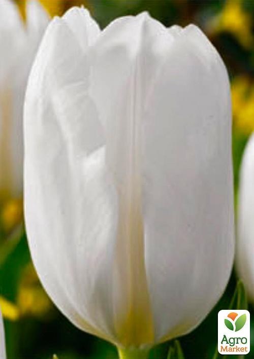 Тюльпан "Darwisnow" (размер 11/12 , крупный) 3шт в упаковке