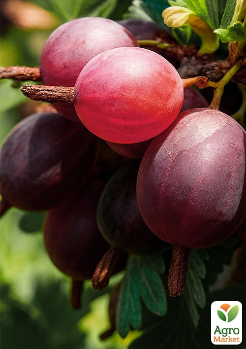 Крыжовник "Финиковый" (поздний срок созревания, сорт высокозимостойкий)