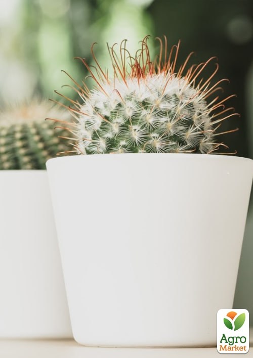 Торфосуміш для кактусів COMPO CACTEA 5л (1221) - фото 4