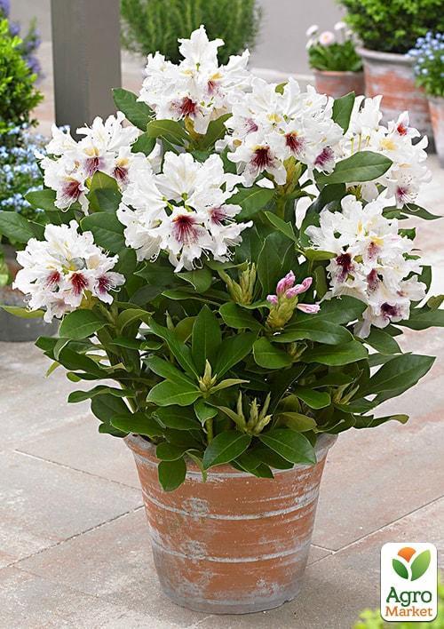 Рододендрон белый "Калсап" (Calsap)