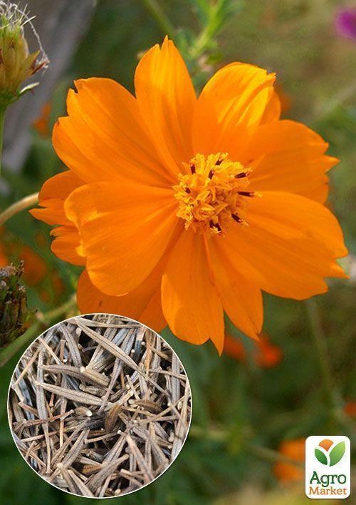 На развес Космея "Оранжевый венец" ТМ "Весна" цена за 2г