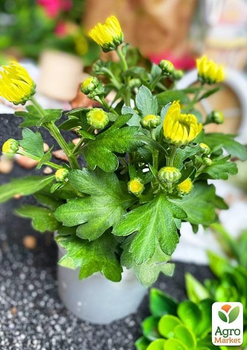 Хризантема "Classic Yellow" (Нидерланды) - фото 3