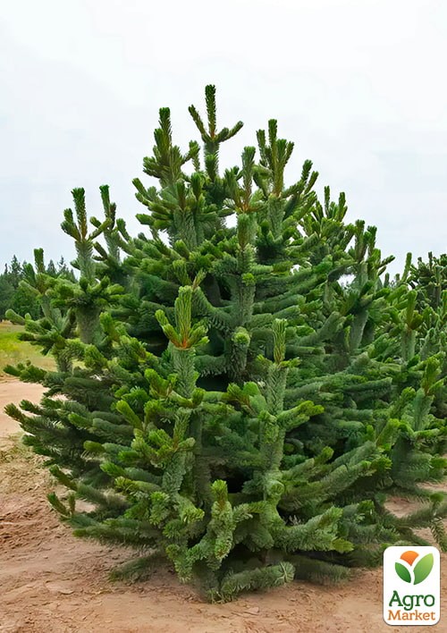 Сосна остиста "Aristata" С10, висота 70-90см - фото 3