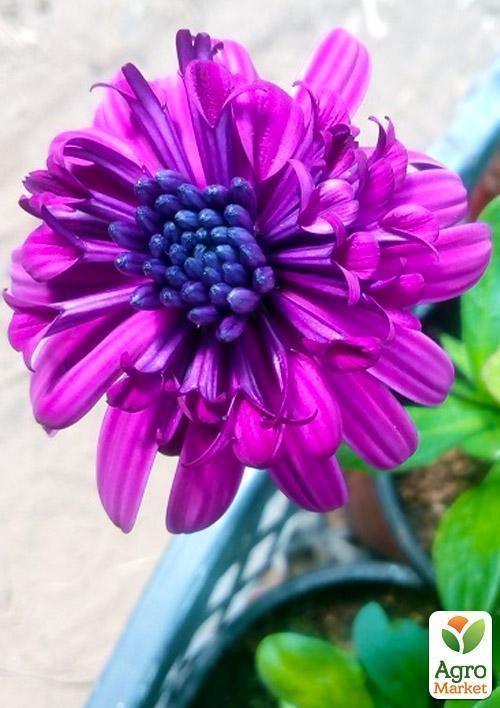 Остеоспермум махровый "Purple Star" (контейнер № 10, высота 10-20 см) - фото 2