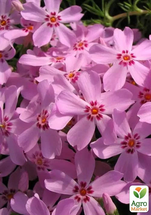 Флокс шилоподібний "Bonita" (квітучий килим)