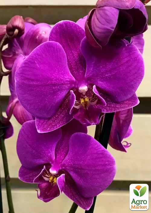 Орхидея Super Mini (Phalaenopsis) "Purple"