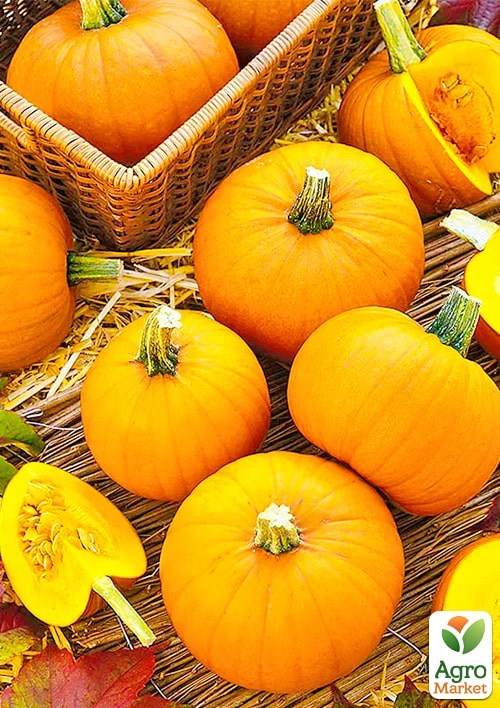 Тыква "Конфетка" (Большой пакет) ТМ "Весна" 4г - фото 2