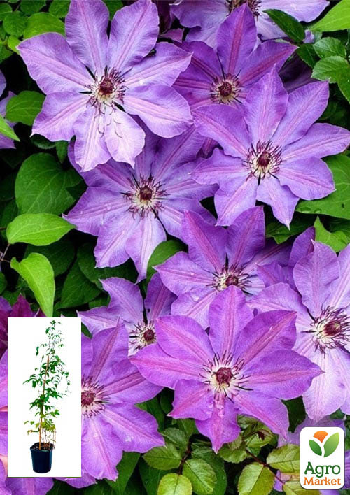 Клематис 2-х летний "Baltik" С2