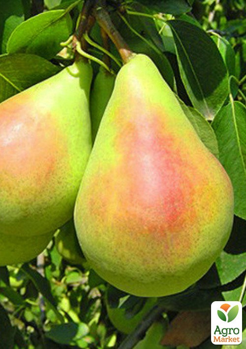 Груша "Санта Мария" укорененная в контейнере (саженец 2 года) - фото 3