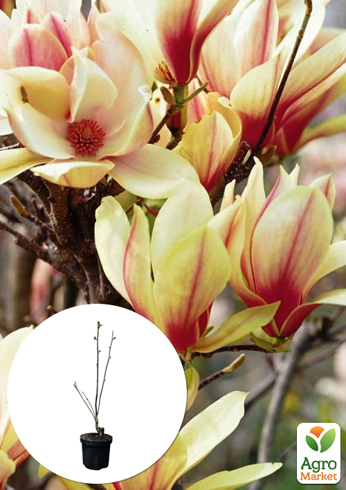 Магнолия 4-х летняя "Sunrise" (высота 80-100см)