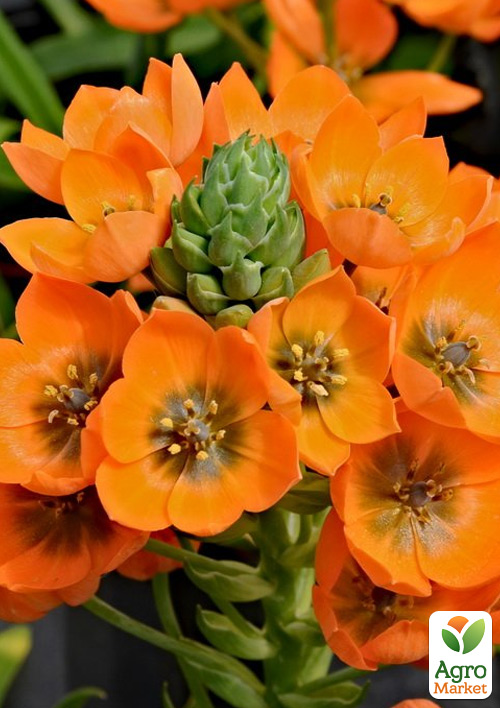 Орнитогалум "Dubium"