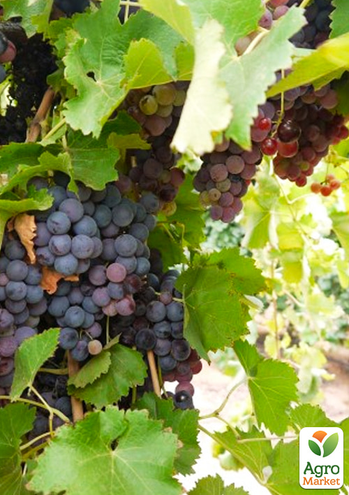 LMTD Виноград "Frankental" (сортовий, укорінений) - фото 4