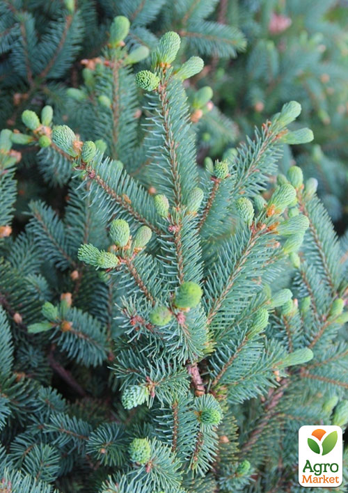 Ель голубая "Meyeri" (горшок P9)