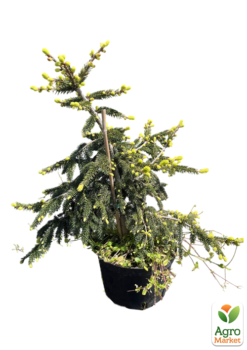 Ялина східна "Aureospicata" С4, висота 40-50см - фото 2