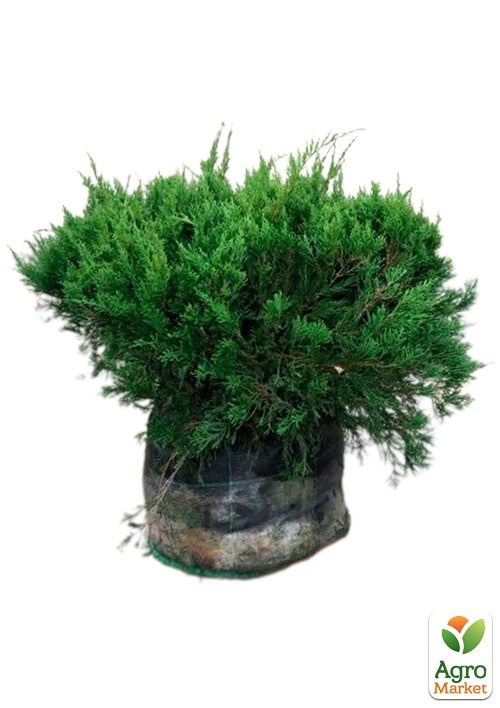 Можжевельник средний "Pfitzeriana" (ком/сетка) диаметр 50-60 см - фото 2