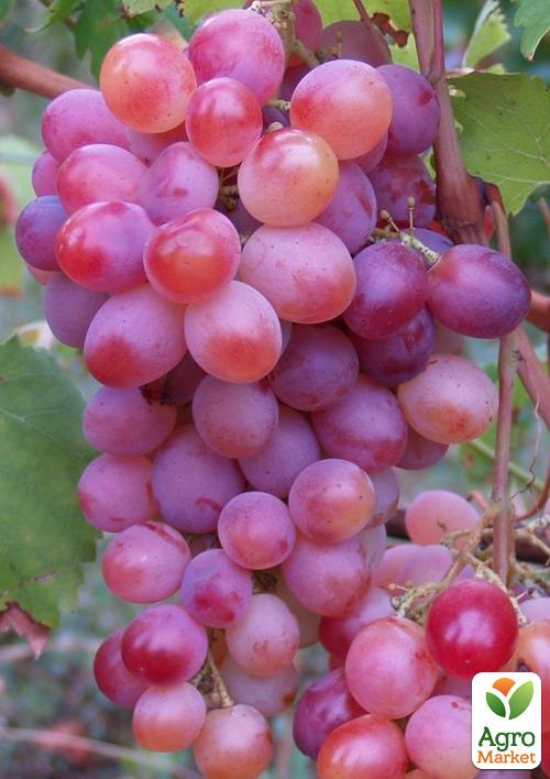 Виноград "Пам'яті батька" (ранньо-середній термін дозрівання)