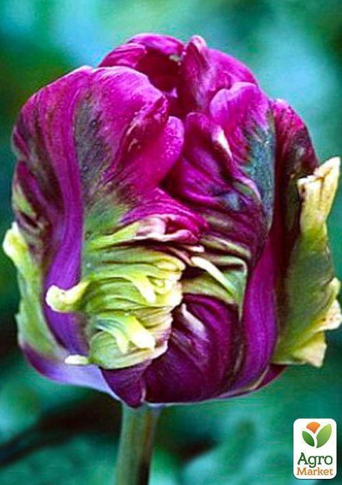 Тюльпан "Rai" 2шт в упаковке