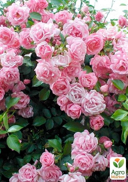 Роза в контейнере плетистая "Giardina" (саженец класса АА+) - фото 3