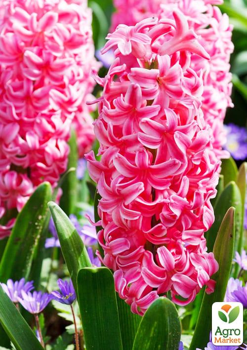 Гиацинт "En Melang" (Нидерланды) - фото 5