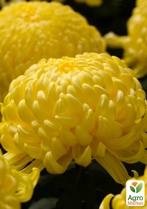 Хризантема крупноцветковая "Agora Jaune" 